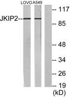 Jamip2 Polyclonal Antibody