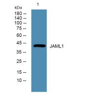 JAML1 Polyclonal Antibody