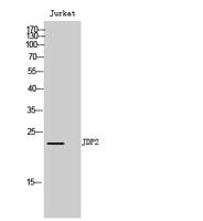 JDP2 Polyclonal Antibody