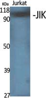 JIK Polyclonal Antibody