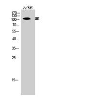JIK Polyclonal Antibody
