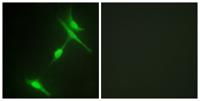 JIP-1 Polyclonal Antibody