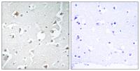 JIP-1 Polyclonal Antibody