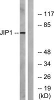 JIP-1 Polyclonal Antibody