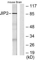 JIP-2 Polyclonal Antibody