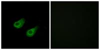 JIP-3 Polyclonal Antibody