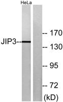 JIP-3 Polyclonal Antibody