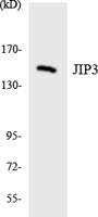 JIP-3 Polyclonal Antibody