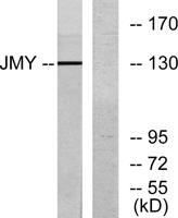 JMY Polyclonal Antibody