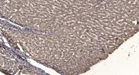 JMY Polyclonal Antibody