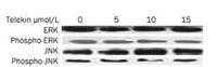 JNK1/2/3 Polyclonal Antibody