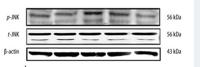 JNK1/2/3 Polyclonal Antibody