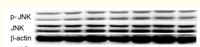 JNK1/2/3 Polyclonal Antibody