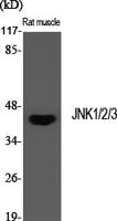 JNK1/2/3 Polyclonal Antibody