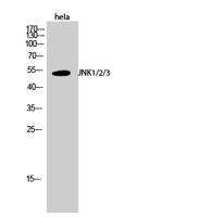 JNK1/2/3 Polyclonal Antibody