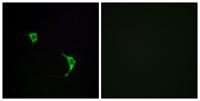 JNK1/2/3 Polyclonal Antibody
