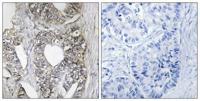 JNK1/2/3 Polyclonal Antibody