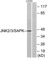 JNK1/2/3 Polyclonal Antibody