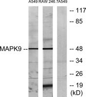JNK2 Polyclonal Antibody