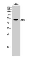 JNK3 Polyclonal Antibody