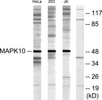 JNK3 Polyclonal Antibody
