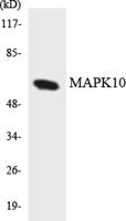 JNK3 Polyclonal Antibody
