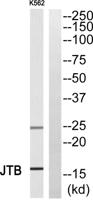 JTB Polyclonal Antibody