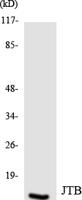 JTB Polyclonal Antibody