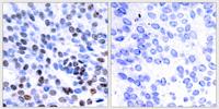 Jun B Polyclonal Antibody