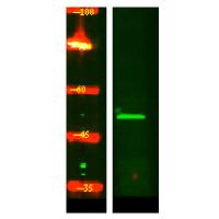 K1H2 Polyclonal Antibody