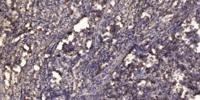 KALIG-1 Polyclonal Antibody