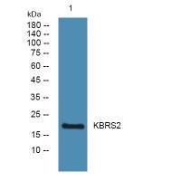 KBRS2 Polyclonal Antibody