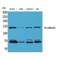 K-cadherin Polyclonal Antibody