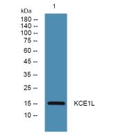 KCE1L Polyclonal Antibody