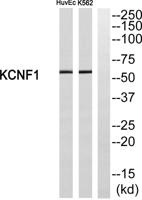 KCNF1 Polyclonal Antibody