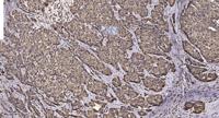 KCNF1 Polyclonal Antibody