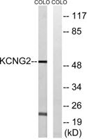 KCNG2 Polyclonal Antibody