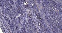 KCNG2 Polyclonal Antibody