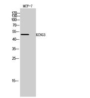 KCNG3 Polyclonal Antibody