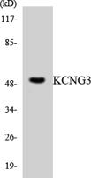 KCNG3 Polyclonal Antibody