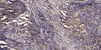 KCNG3 Polyclonal Antibody