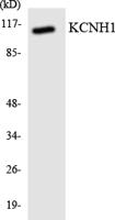 KCNH1 Polyclonal Antibody