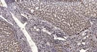 KCNH1 Polyclonal Antibody
