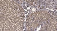 KCNQ4 Polyclonal Antibody