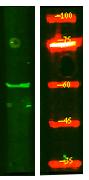 KCNS1 Polyclonal Antibody