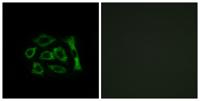 KDEL Receptor 2 Polyclonal Antibody