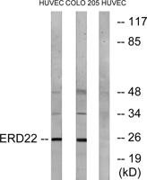 KDEL Receptor 2 Polyclonal Antibody