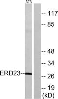 KDEL Receptor 3 Polyclonal Antibody