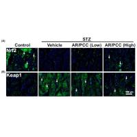 Keap-1 Polyclonal Antibody