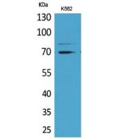 Keap-1 Polyclonal Antibody